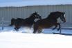 Mon cheval qui se donne un swing pour mieux ruer...