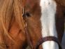 gros plan sur le front d'un cheval