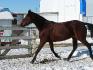 Shanon sur un beau trot