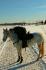 beau paysage d'hiver... mais mon cheval a l'aire encore plus...