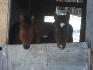 Lookin Teddy et Mia Qton Sancita Skip