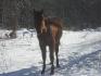 Lookin Teddy stud QH enr.