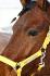 Un portrait de mon poney Dude.