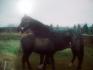 Mon ancienne jument avec Cobalt