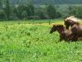 Malakia gambade dans les champs avec la crini&egrave;re...