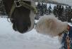 Cooki qui rencontre un cheval
