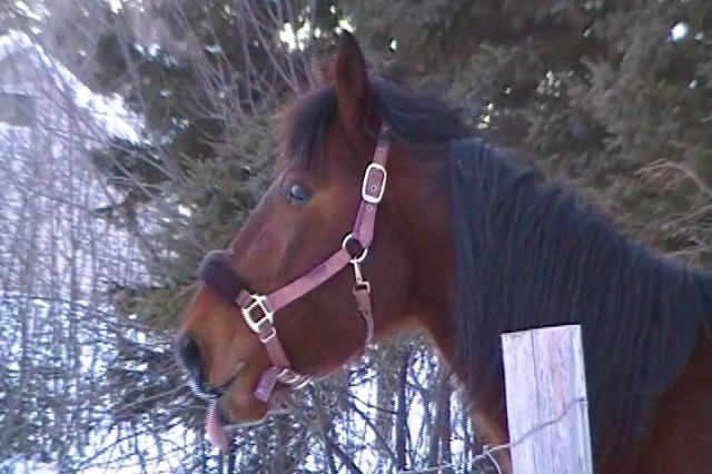 cheval baie sortant la langue