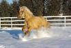 Mon gros Felix qui s'amuse dans la neige !