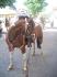 Far-west le papi avec 17 ans mais faut pas s'y fier c'est le...