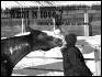 Lise et son WinDancer  (L)  