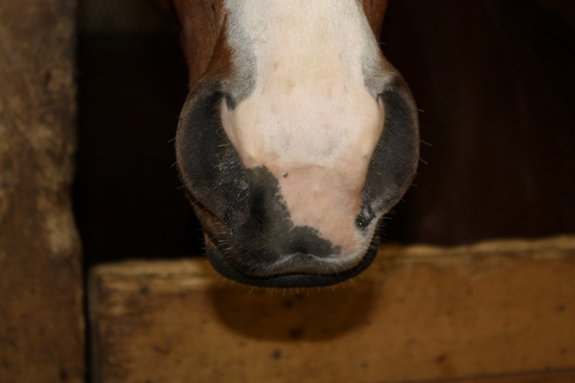 Naseaux. Le gros nez auquel je ne peux résister!! (L)
