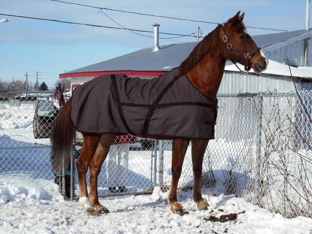 mon cheval