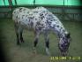 mon appaloosa léopard
