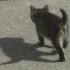 chaton