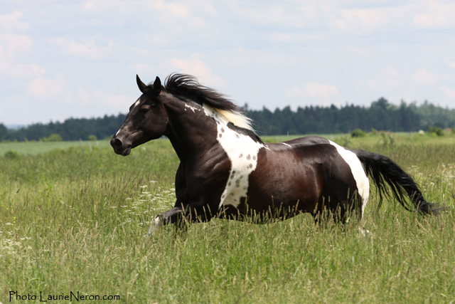 Jument, galop, paint horse. Belle jument paint au galop dans le mils