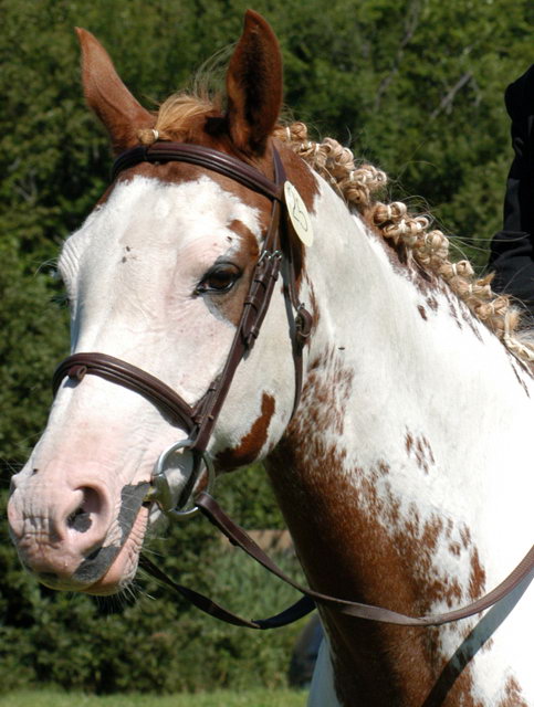 Appaloosa. Appaloosa en belle tenue