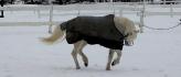 ptit poney de dressage??? euh... NENON! :P