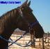 Milady tres belle pouliche5ans enrg.pint solide & futur jumment...