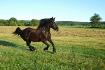 Gros amour qui galope :)