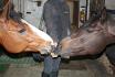 Mon cheval et sa copine Easy Girl qui partagent...