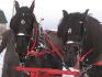 se nai pas mes chevaux mais ses comme si ca le serais jler adore...