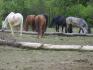 chevaux mangeant en toute tranquilité