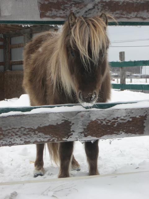 Poney. Sa ses le poney que gentraine pour une ptit fille de 3 ans