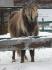 Sa ses le poney que gentraine pour une ptit fille de 3 ans