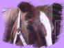 Ma tite puce d'amour 