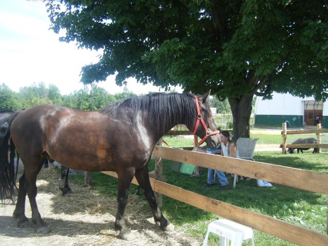 sa sé un cheval du camps ou je suis aller