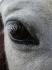Oeil de Sultan, le premier cheval que j'ai monté...