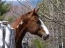 WindDancer.... Cette photo me fait rêver.... (L) 