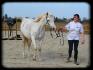 Gala (pur sang arabe) et sa proprio Karine