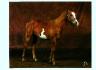 mon paint horse