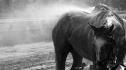 Une bonne douche pour un champion, Saratoga sring...