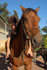 Petit delire de moi et mon cheval
