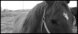 Peppy's spice...nouvelle jument =)