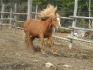 Mignonne qui galoppe :)