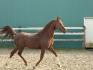 arabian horse, so beautiful