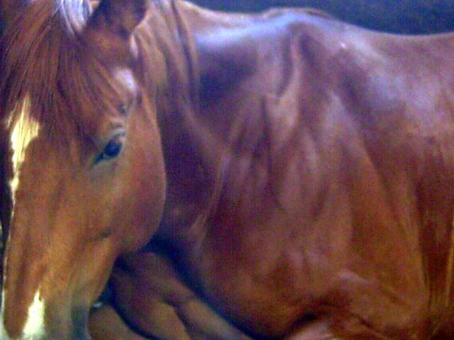 Le beau Winni au repos -- Un cheval que mon chum adore (L)
