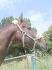 Loulou
