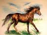 =) Cheval, toujours aux crayons de couleur. Il a l'air un peu...