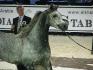 Championnat du monde du cheval arabe 2009