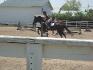 poney