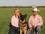 Rex, màle reproducteur berger allemand , ranch Saka