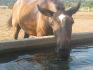 Le ptit lipizzan qui boit de l'eau &#9829; il est...