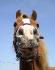 Zoom sur le ptit nez adorablee de Stellaa :) 