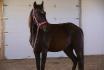 Ma nouvelle jument du nom d'Éclipse, Qh X Arabe de 10 ans