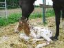 né le 6 juin 2010 tôt dans la nuit, la mère est appaloosa noire...