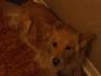 le  chien de mon ami